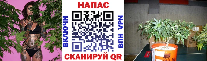 Бошки Шишки конопля  купить  сайты  Гурьевск 